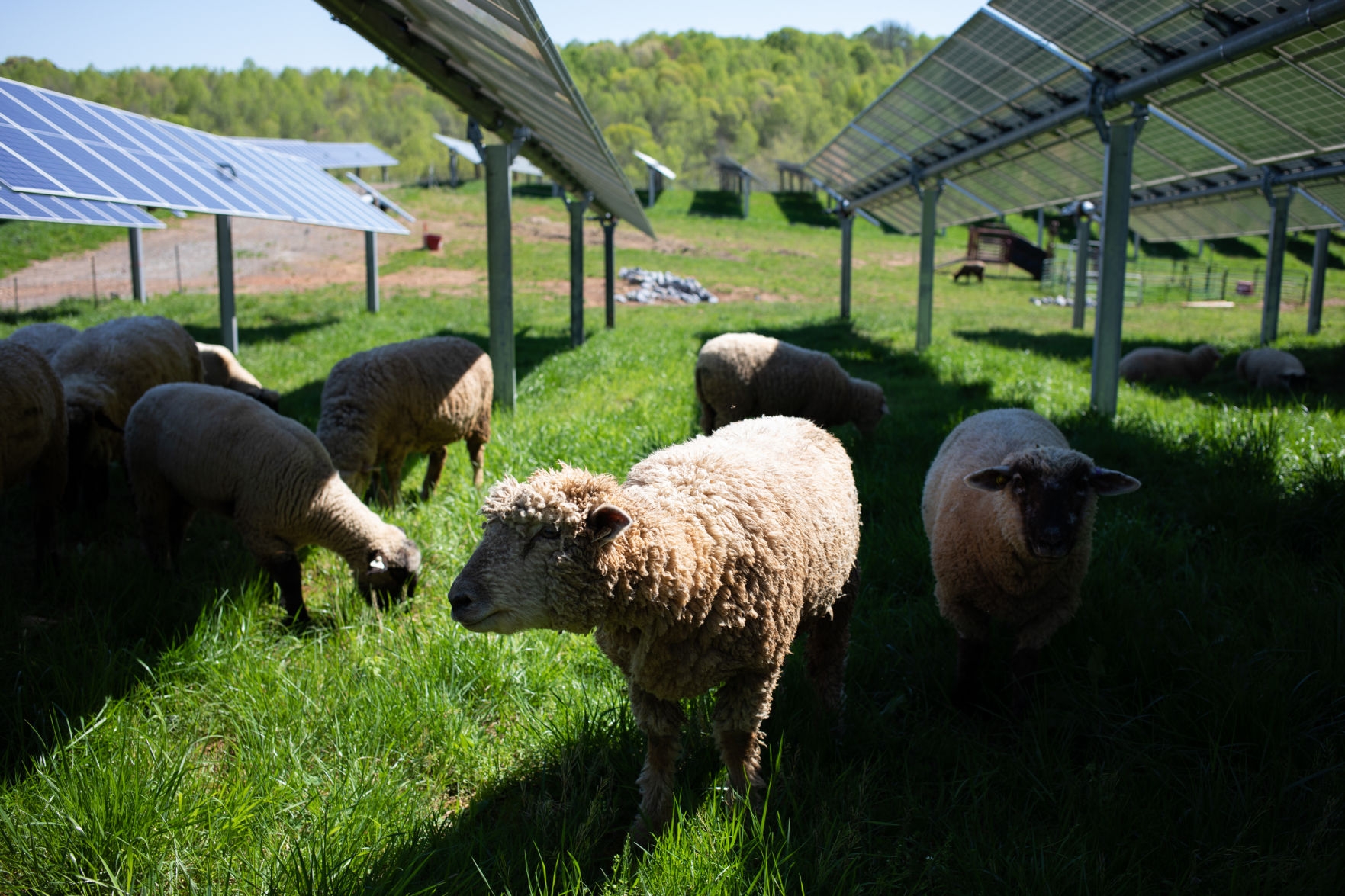 Sheep Farm_03.jpg